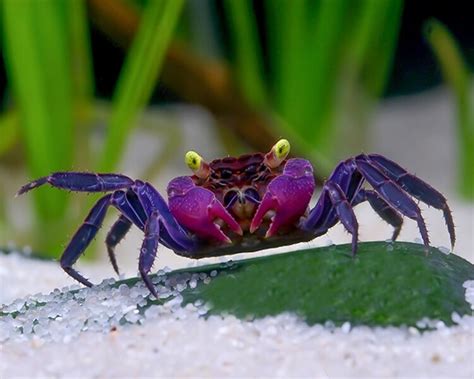 vampire crab tsuki|Vampire Crab 101: Care, Habitat Setup, Tank Mates & More .